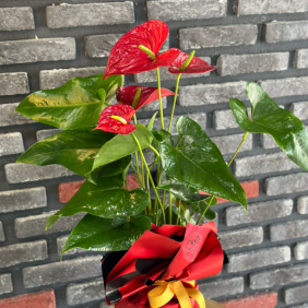  Kemer Çiçek Siparişi Mutluluk Kırmızısı Antoryum Çiçeği